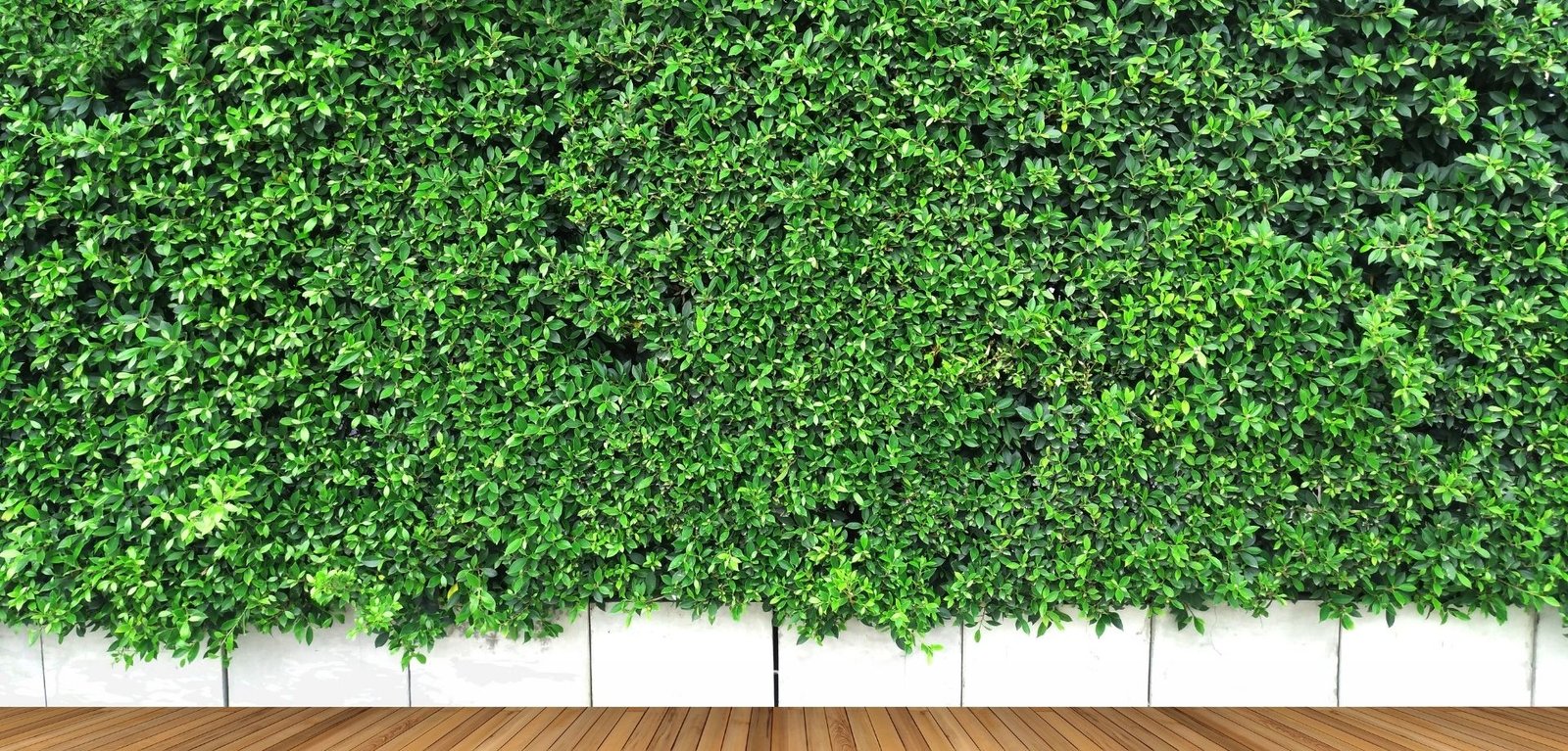 عشب جداري - توب جاردنز